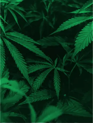 Legalisierung von Cannabis in Deutschland
