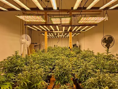 Interview mit dem Cannabis Club Südwest e.V.