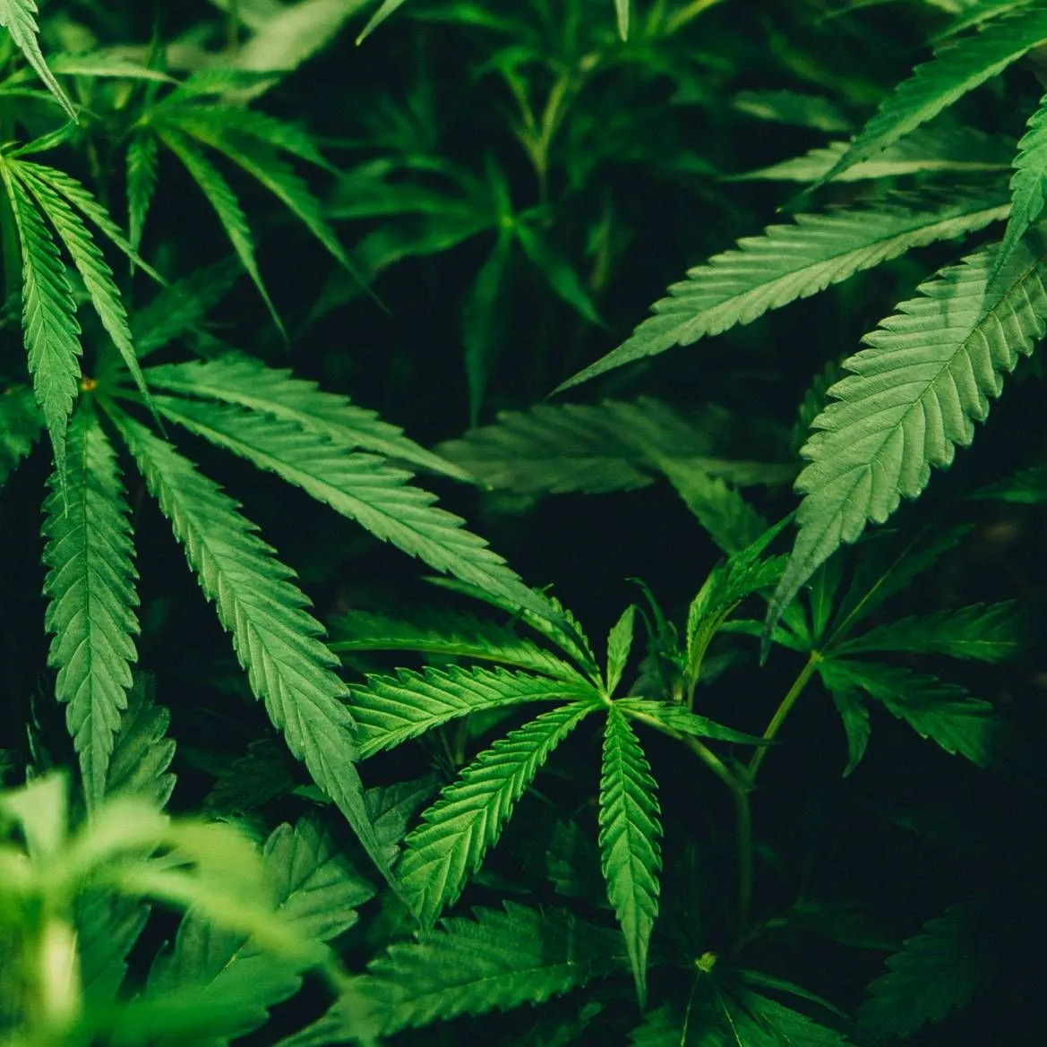 Cannabigerol (CBG): Das Multitalent gegen Angst, Stress und für ein besseres Gedächtnis?
