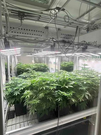 Interview mit dem Cannabis Social Club Royal-Haze e.V. aus Bad Wimpfen