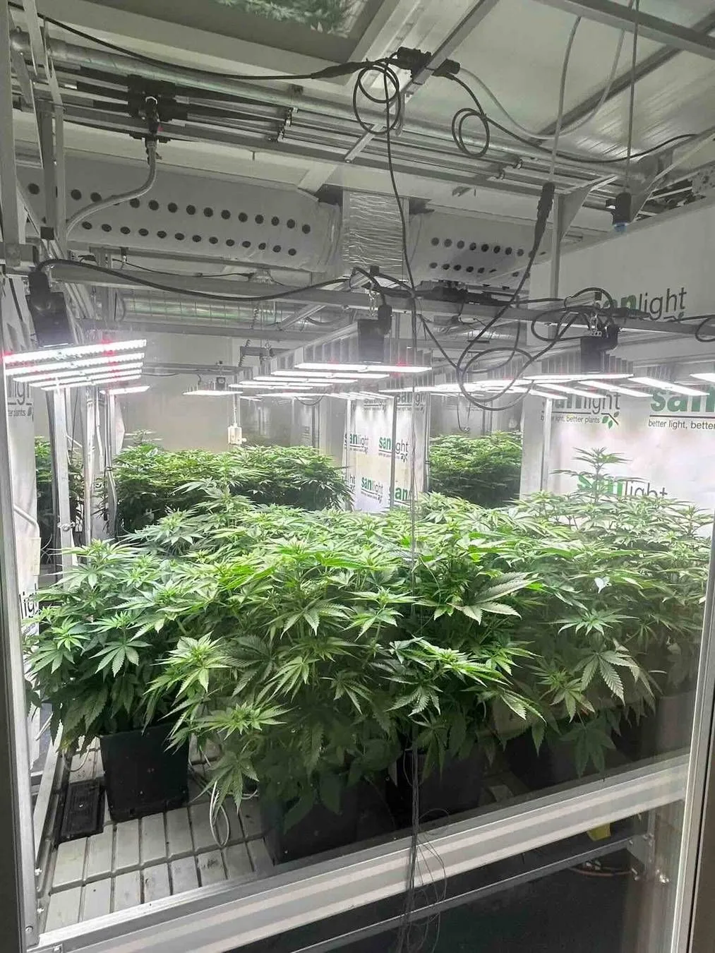 Interview mit dem Cannabis Social Club Royal-Haze e.V. aus Bad Wimpfen