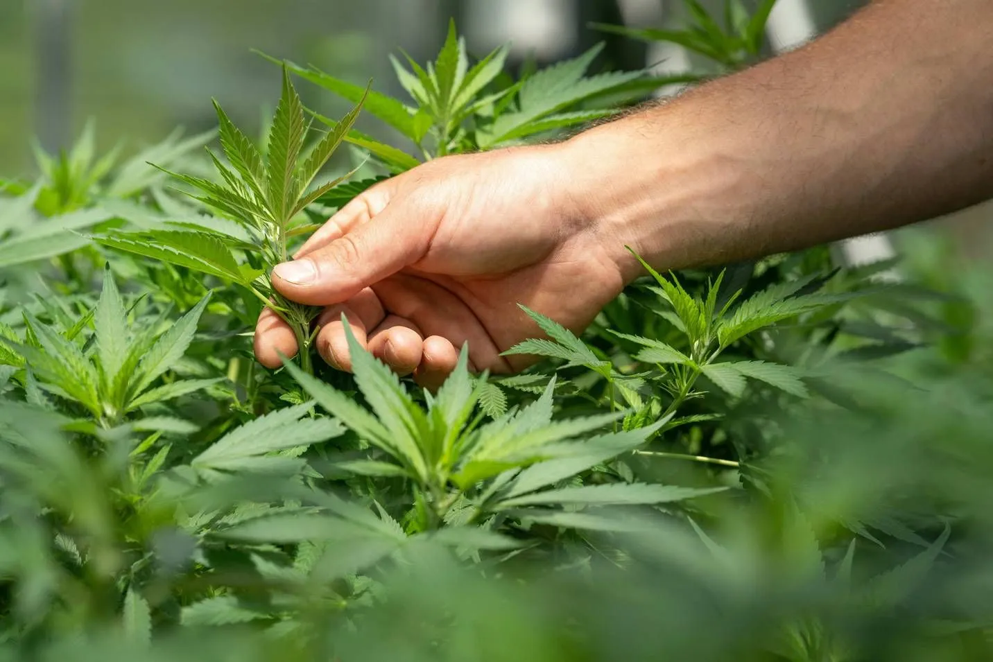 Männliche, weibliche und Zwitter-Cannabispflanzen: Ein Guide für den Eigenanbau und Clubs