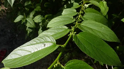 Neue Entdeckung: CBD in einer brasilianischen Pflanze gefunden