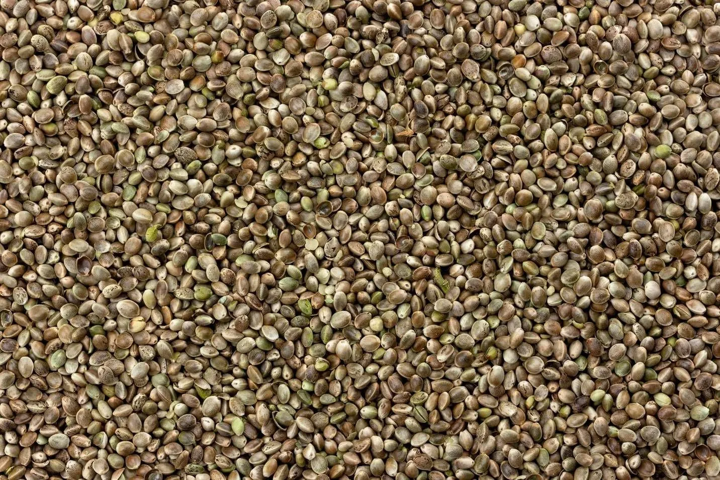 Wie lagert man Cannabissamen richtig?