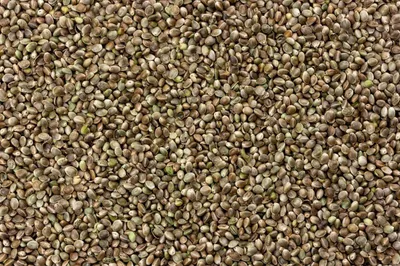 Wie lagert man Cannabissamen richtig?