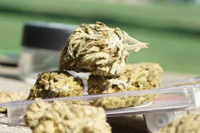 Ist Cannabis gefährlich? Vier Mythen entlarvt