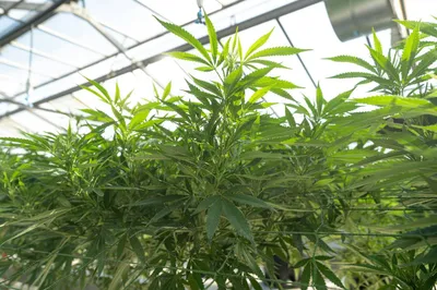 Wie entsorgt man Cannabis in einer Anbauvereinigung?