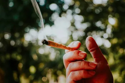 10 % der deutschen Erwachsenen konsumieren regelmäßig Cannabis