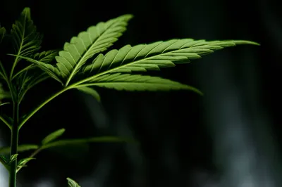 Indica vs. Sativa: Was steckt wirklich hinter den Namensbezeichnungen?