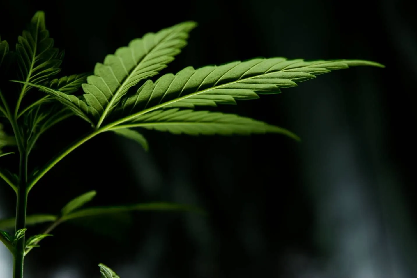 Indica vs. Sativa: Was steckt wirklich hinter den Namensbezeichnungen?
