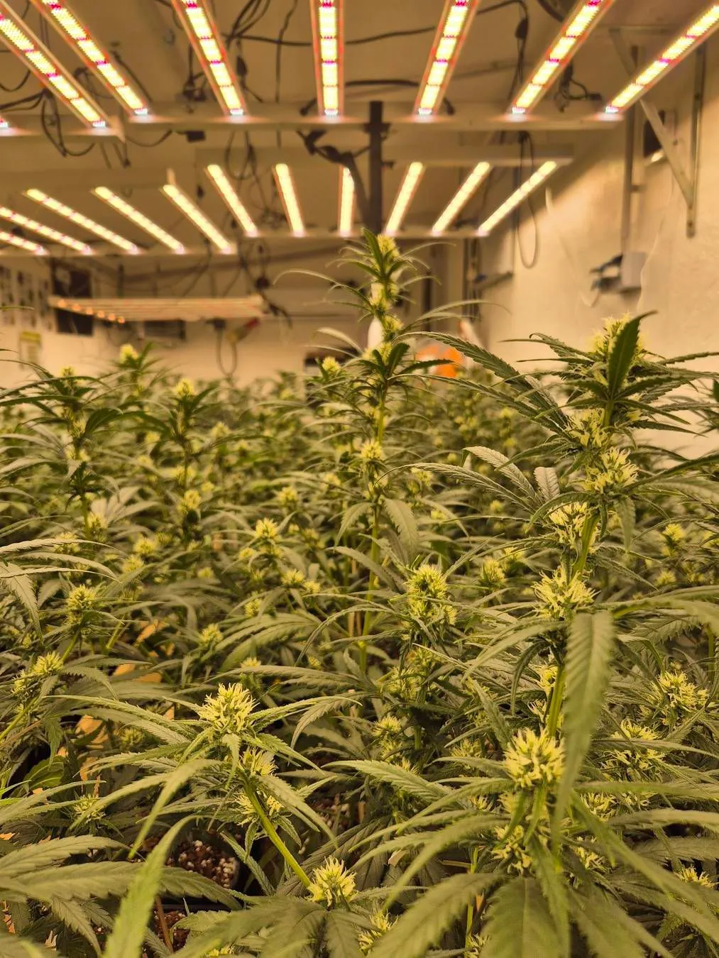 Interview mit dem CSC Niedersachsen – Einer der ersten Cannabis Clubs Deutschlands, der legal ernten darf
