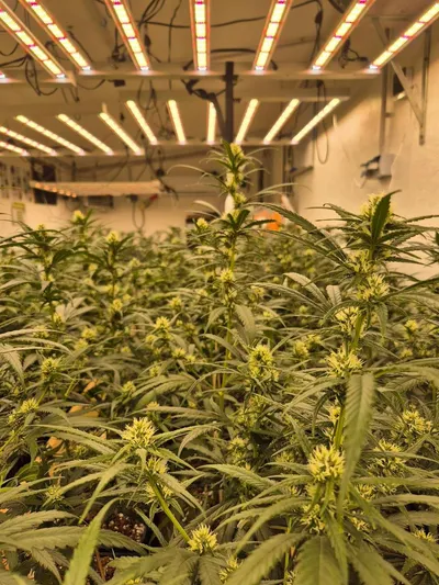 Interview mit dem CSC Niedersachsen – Einer der ersten Cannabis Clubs Deutschlands, der legal ernten darf